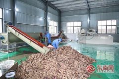 三明泰宁：洋芋加工“智”变 串起村落复