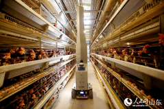 新春走下层丨鸡舍里的机械人“豢养员”